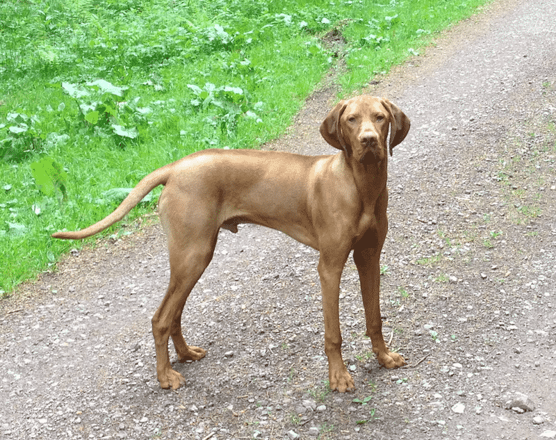 So ein Hund hat es gut Thorsten Donat